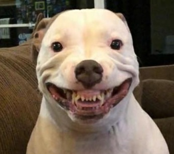 pittie